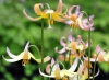 Erythronium Joanna